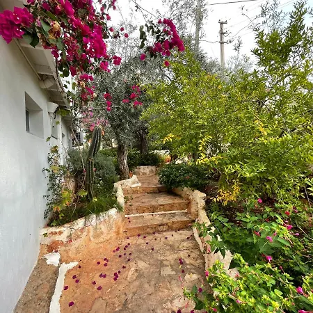 Kaktus Kaş