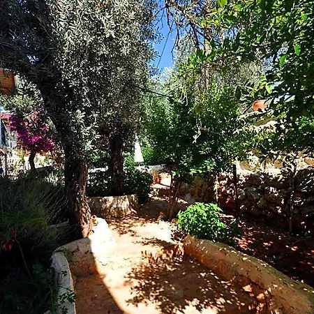 Kaktus Kaş