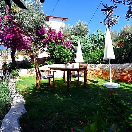 Kaktus Kaş
